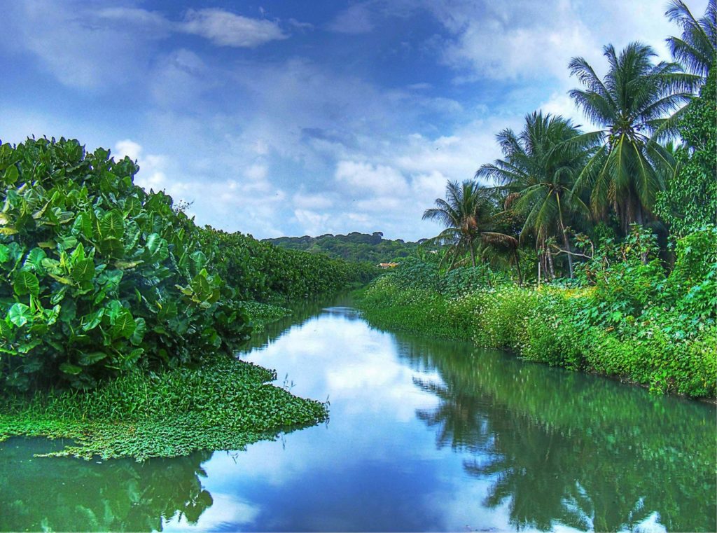 Brazil S New Forest Code How To Navigate The Complexity Cpi