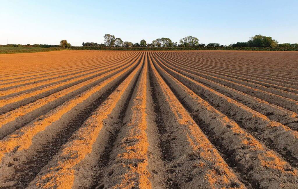 Angela-Falconer_Agriculture-3-1024x651