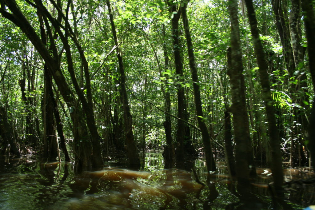 amazonia-floresta-scaled-1024x1024