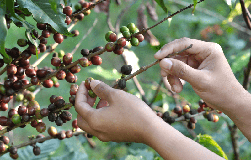 Agricultural-Supply-Chain-Adaptation-Facility-Image-1024x1024