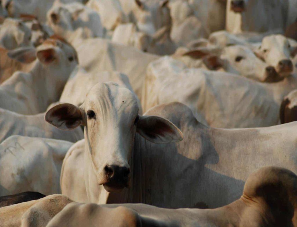 Ecopec-Climate-Smart-Cattle-Ranching-CSCR-Image-1024x782
