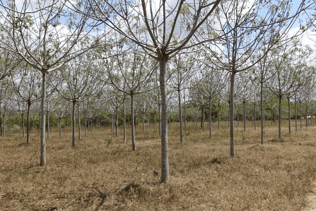 Smallholder-Forestry-Vehicle-Image-1-1024x683