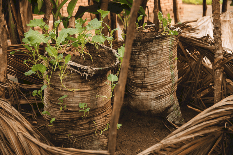 Blockchain-Climate-Risk-Crop-Insurance-Image-1024x1024
