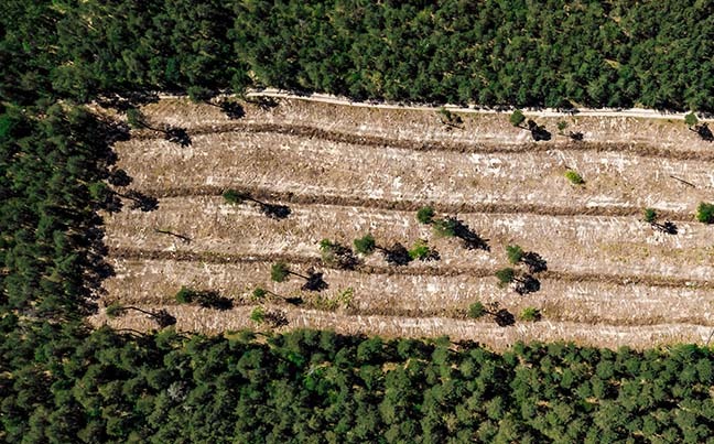 UnB Ciência - Degradação florestal supera desmatamento na Amazônia