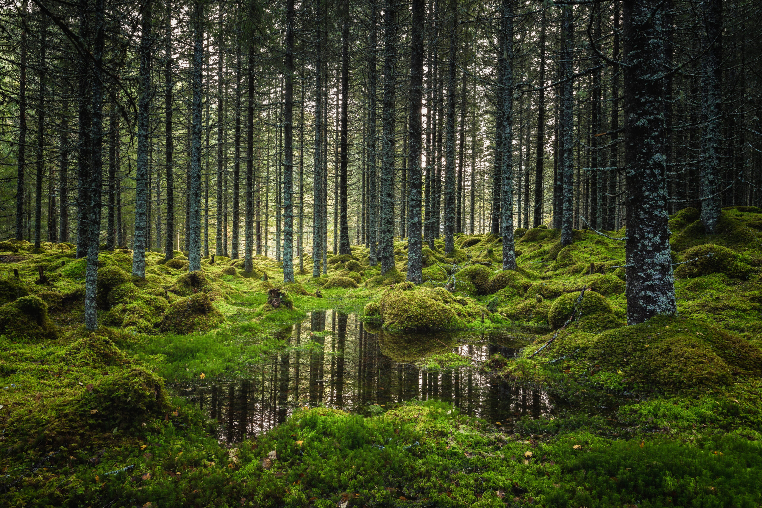 Depositphotos_243122384_XL-scaled