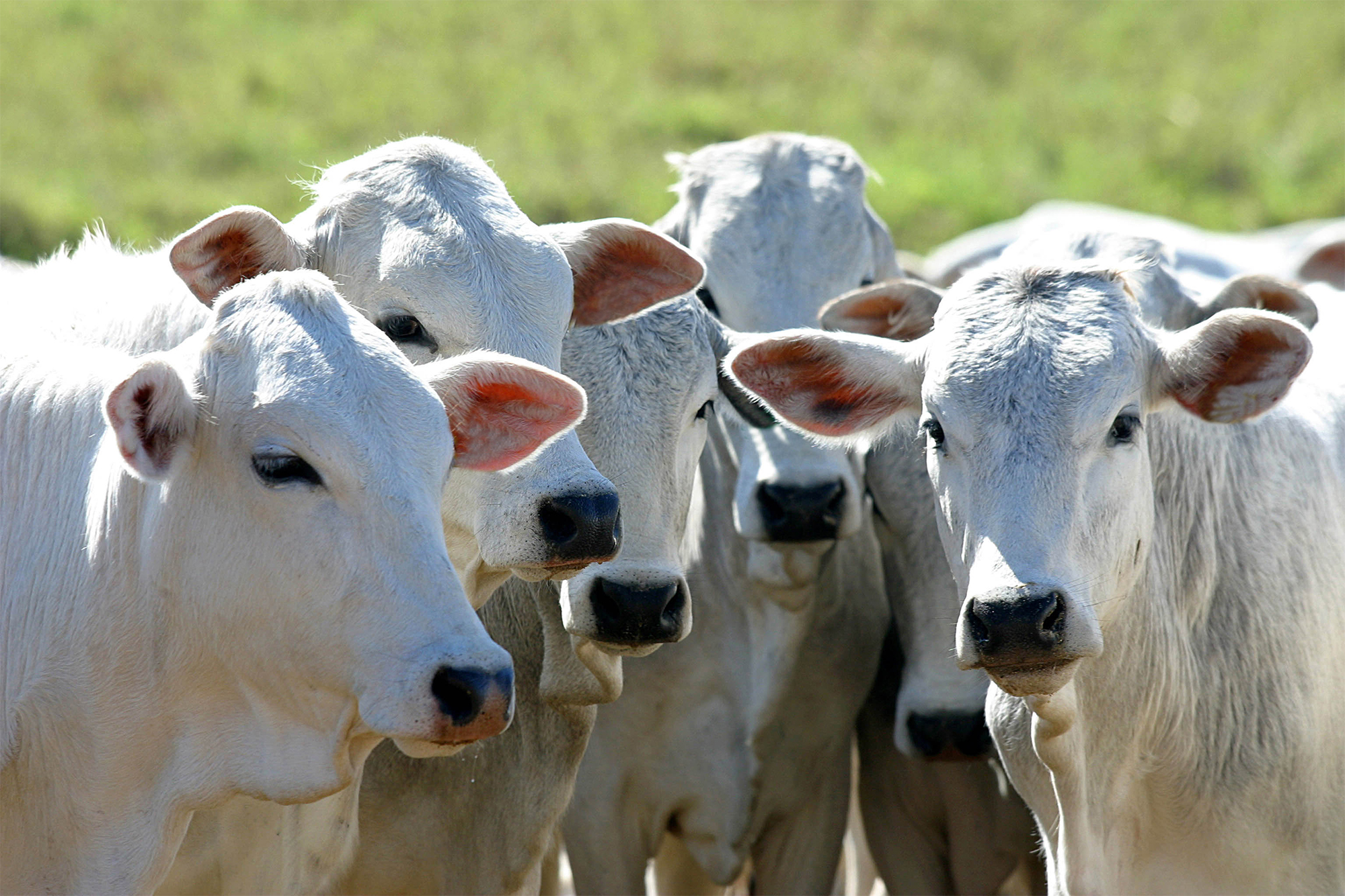 Transforming Brazilian Cattle Ranching: Enhancing Productivity and ...